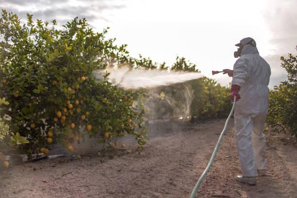 Insect Control in Durango, CO